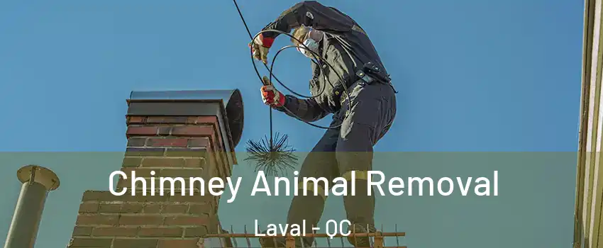Chimney Animal Removal Laval - QC
